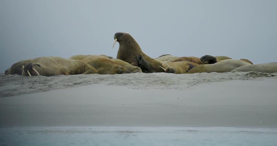 The group of walrus rest on the shore