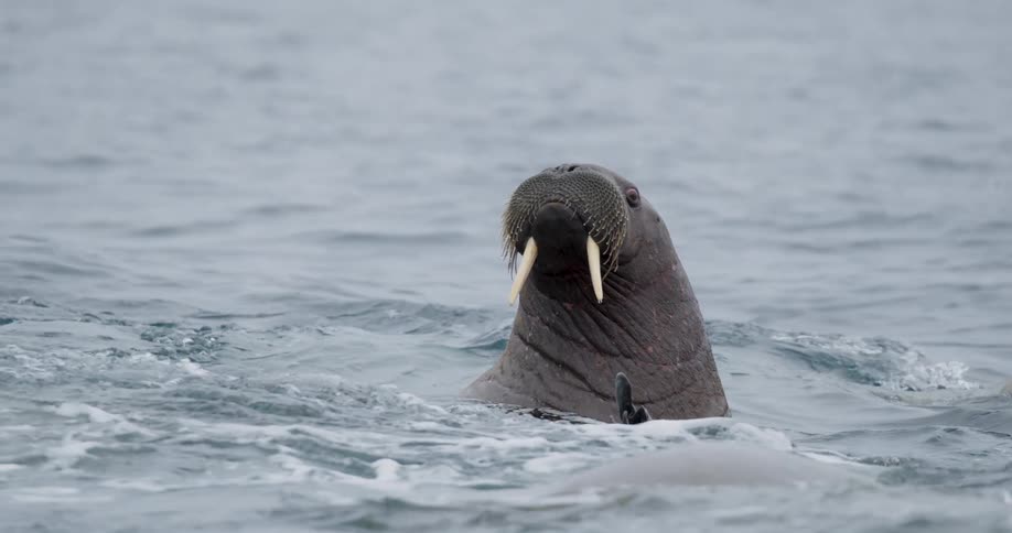 Walrus emerging from the water with visible tusks in a cold marine environment