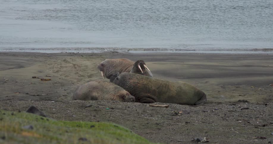 Walruses lying on the beach as waves roll in to shore