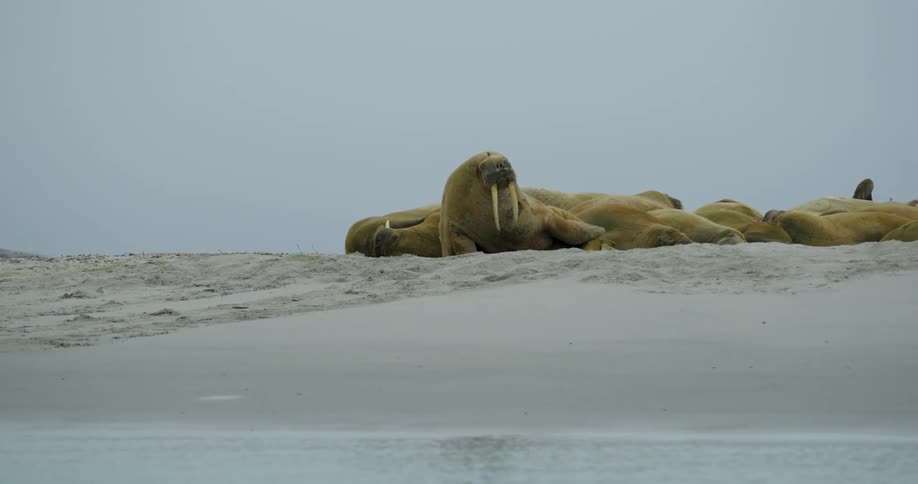 A group of walruses huddles together on a sandy arctic beach under a grey misty skyone walrus sits upright showing its long white tusks while the others remain lying down in a dense cluster