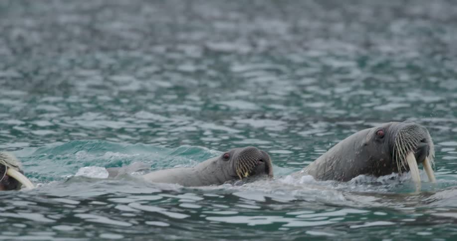 A group of walruses with long white tusks swim and bob their heads in the choppy grey water of the ocean