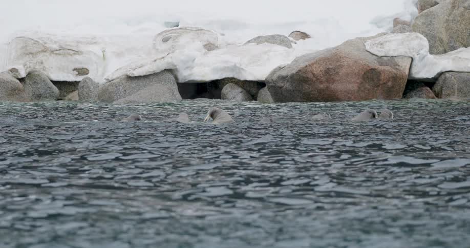 Seal heads emerging from cold water near icecovered rocks along the shoreline