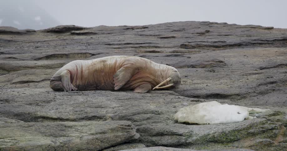 A walrus resting on a rock along the shoreline at midday with a chunk of ice sitting beside it