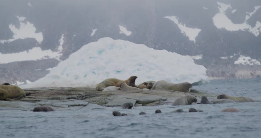 Walruses in the water and lying on the coast