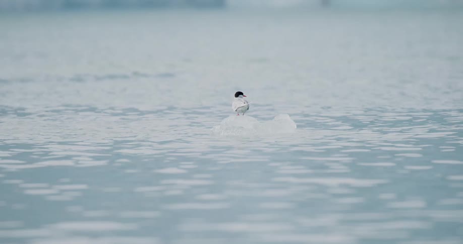 A bird perched on a piece of ice in the water