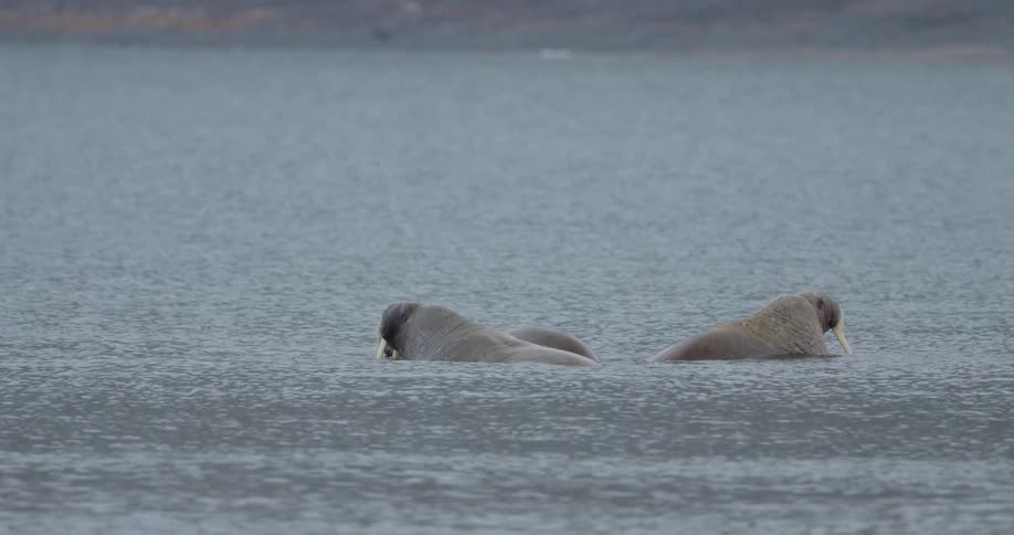 Three walruses with long tusks swim together in cold grey water near a shoreline