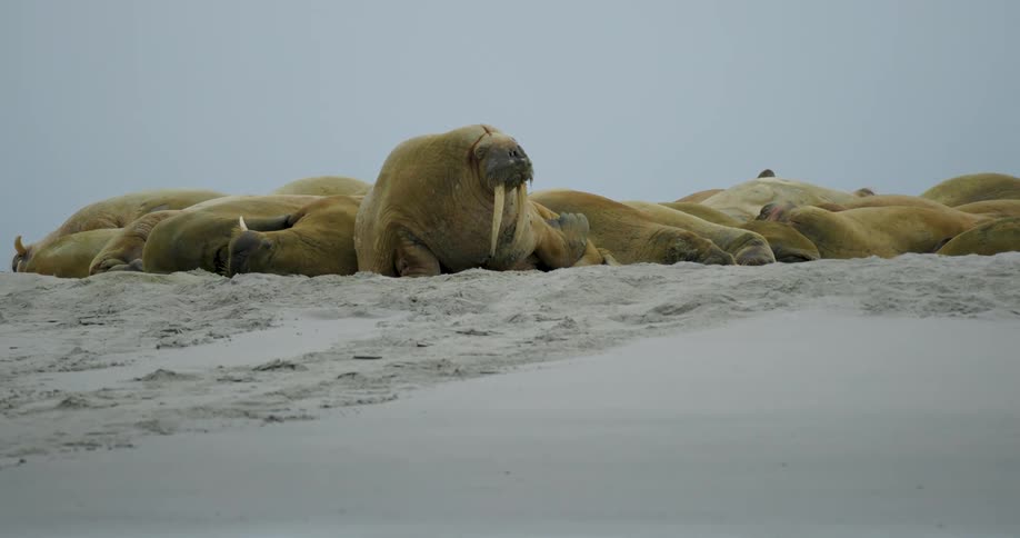 Walruses lying on the ice