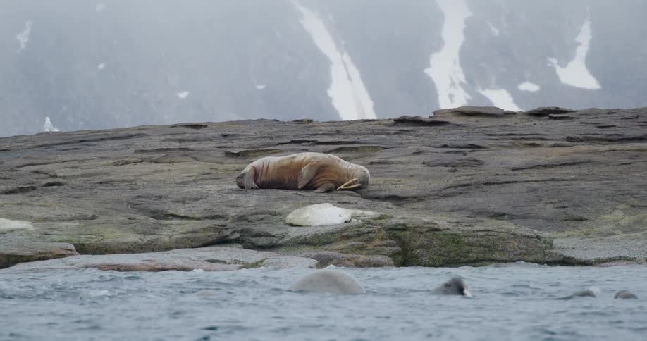 A walrus rests on a rocky shore while others swim in the choppy water nearby
