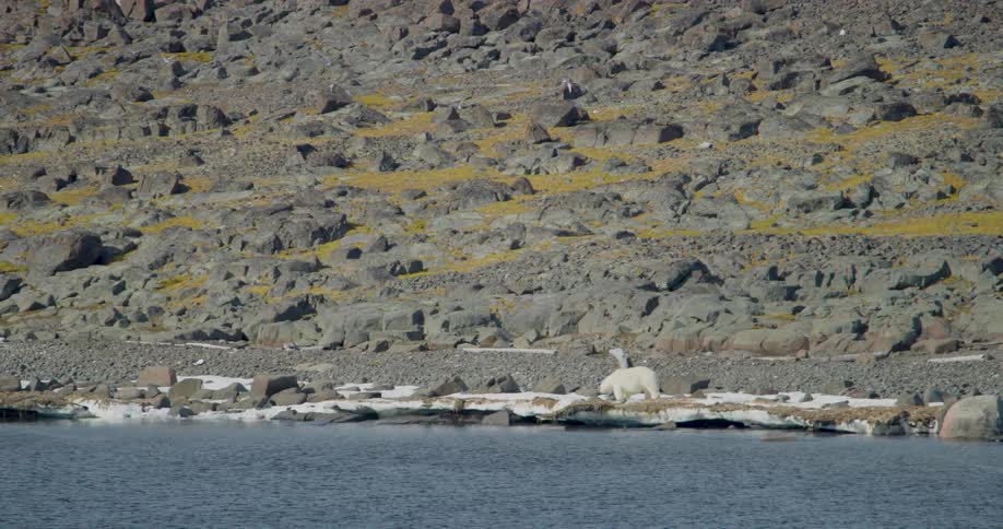 A polar bear walks along a rocky snowdusted shoreline before pausing to lower its head toward the groundin the background a vast steep hillside is covered in gray boulders and patches of yellowish tundra vegetation