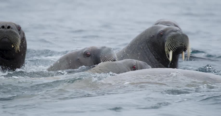 Several walrus swimming in the water