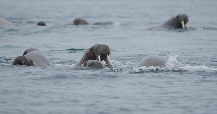 A large pod of walruses swims collectively in the choppy grey ocean their heads and tusks repeatedly breaking the surface as they navigate the cold waters