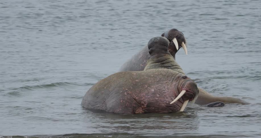 A group of walruses resting on the coast