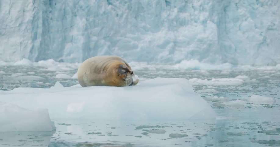A plump seal rests on a small floating iceberg drifting gently in calm arctic waters with the immense textured wall of a glacier filling the background