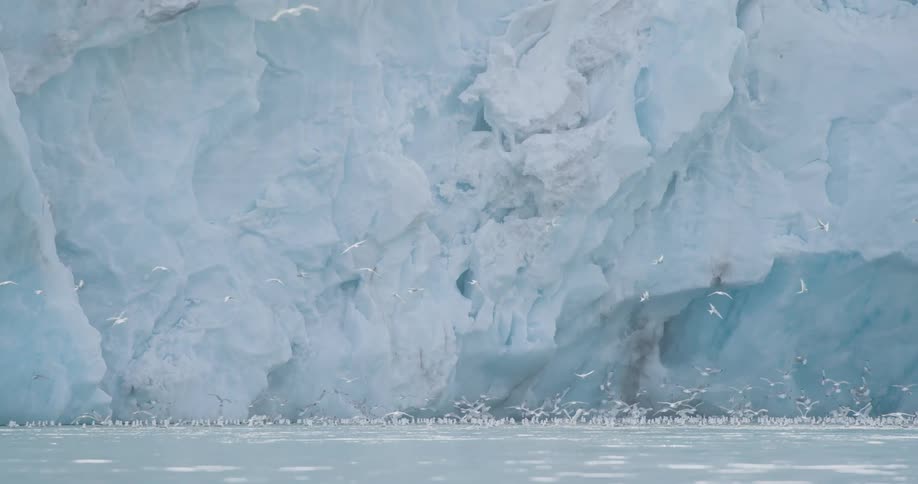 A flock of seabirds flies low over icy waters in front of a towering arctic glacier wall