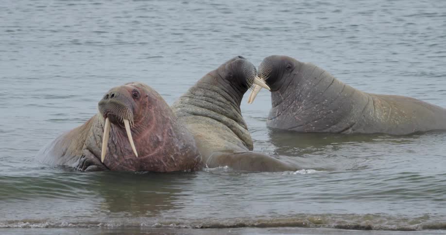 Three walruses rest and interact in shallow water near a shoreline under an overcast sky one walrus sits prominently in the foreground while the others shift positions behind it in the gentle surf