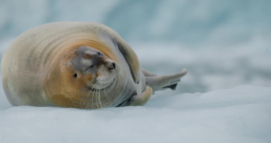 Walrus resting on an ice surface with body shown in profile in a polar environment