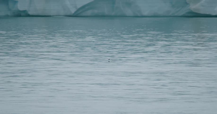 A small bird flies low over the water against the backdrop of a massive glacier wall