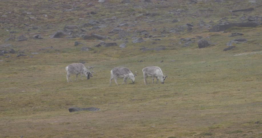 Some reindeer grazing in a field