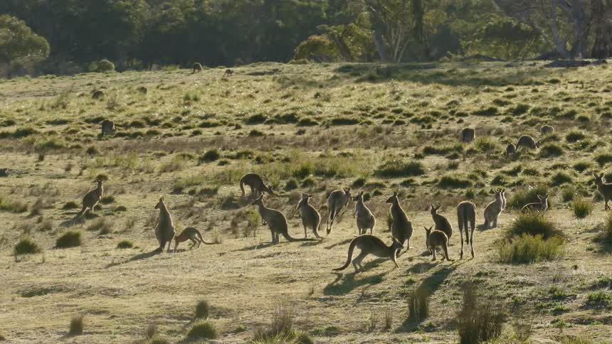 A group of kangaroos hopping in a field