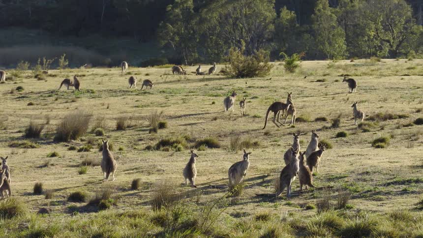 Group of kangaroos spread across an open field with shrubs and trees in the background