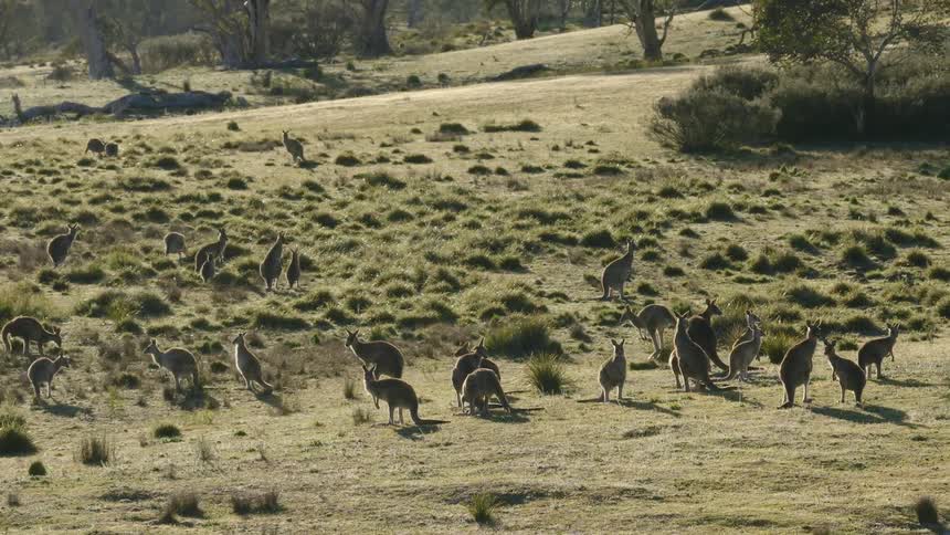 Group of kangaroos spread across open grassland while grazing among shrubs and scattered trees