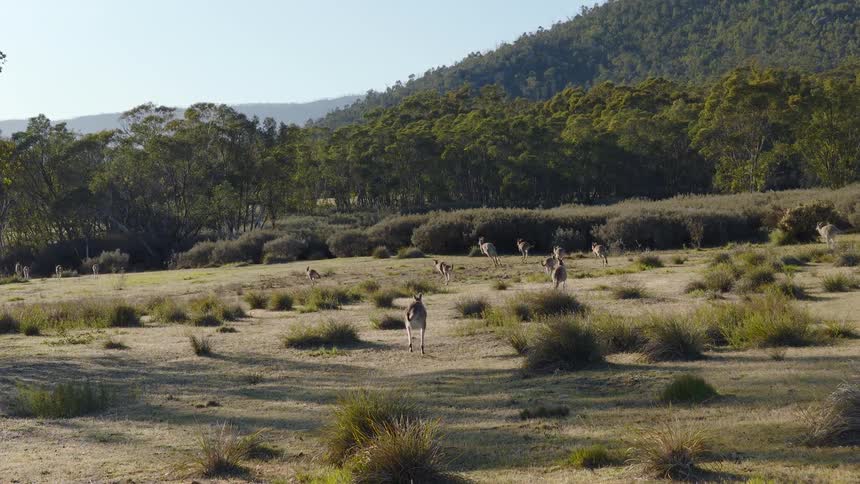 A group of wild kangaroos hop across a dry grassy field in a valley surrounded by dense forests and hills under a clear sky during the day