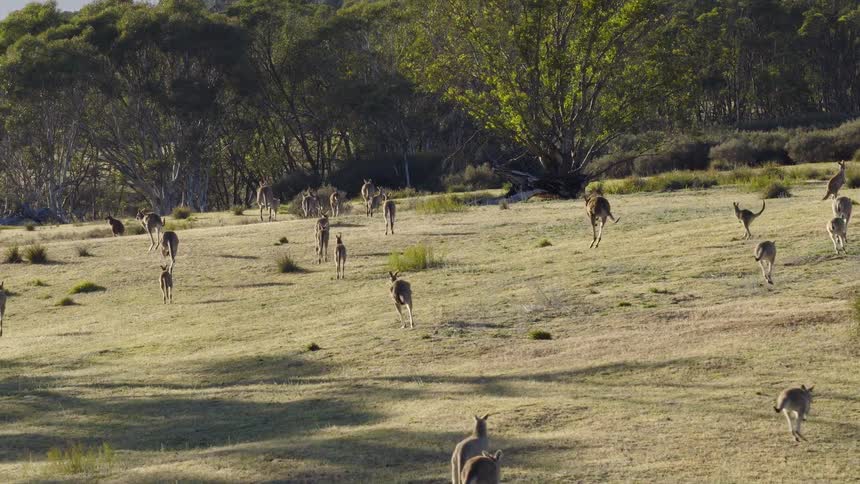 Kangaroos hopping across a field