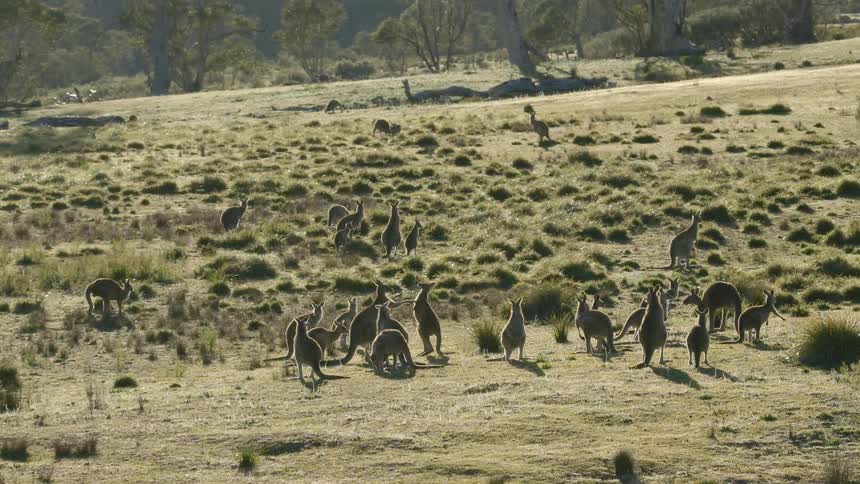 Group of kangaroos gathered in open grassland with low vegetation and trees in the background