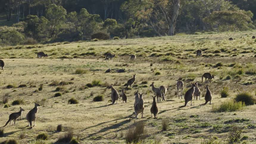 A large mob of kangaroos moves across a sunlit grassy field toward a line of trees
