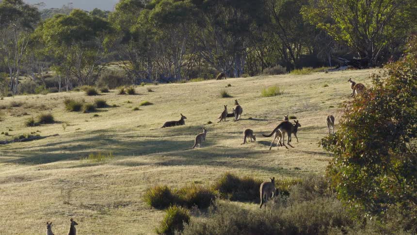 Kangaroos standing and hopping through a field as a bird flies overhead