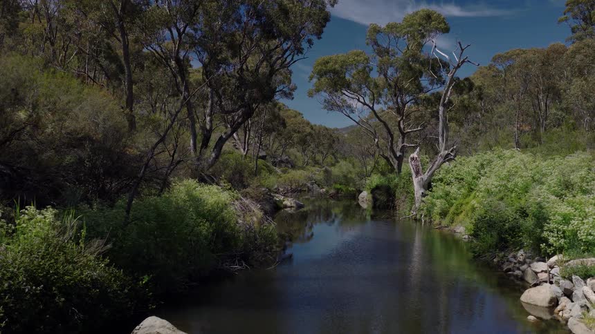 A calm river winds through a lush green forest landscape under clear daylight