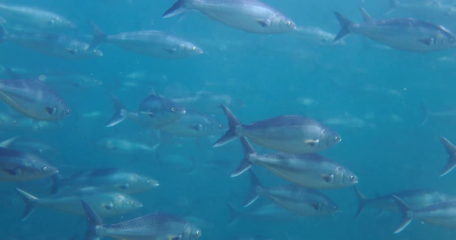 Large schools of silver fish swim together through clear blue ocean waterthe sunlight filters down from the surface illuminating their metallic scales as they glide in a synchronized direction