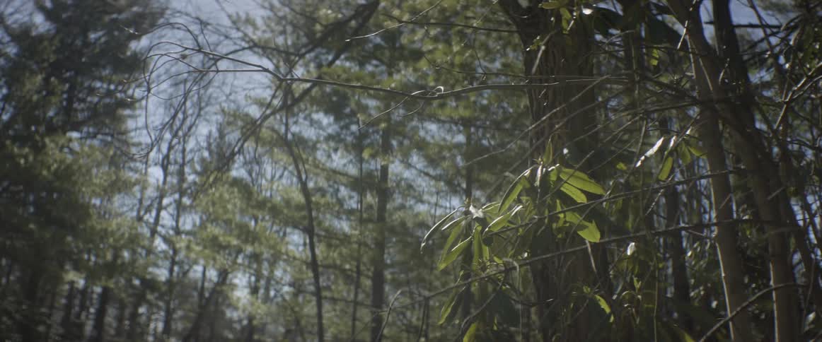 Leaves and twigs in forest on sunny day