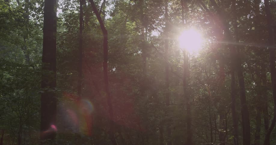 Sunlight shining through trees in forest