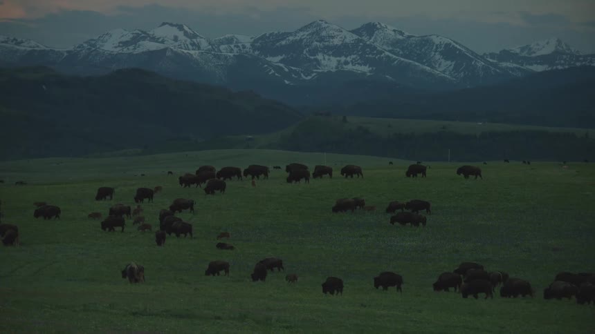Herd of buffalo grazing in a field with mountains in the distance