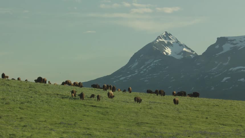 A herd of brown bison grazes on a vast green hillside with a large snow capped mountain peak and a clear sky in the background
