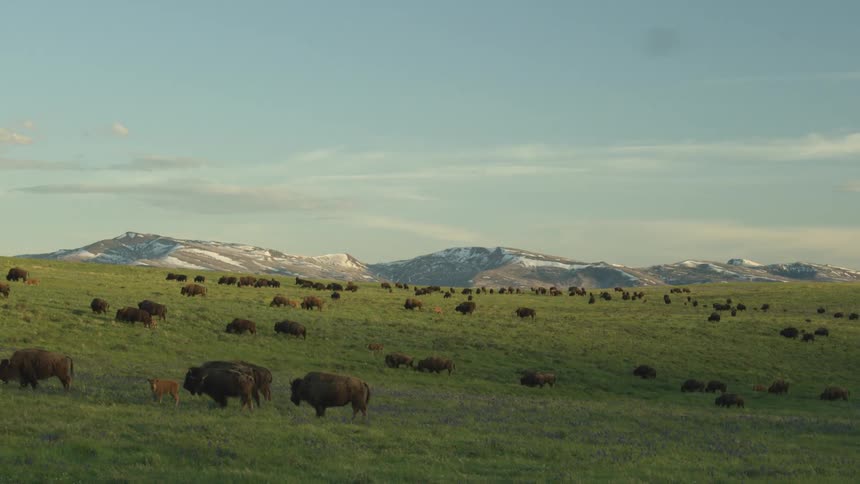 Large herd of american bison grazes in hilly terrain while snow dapples the mountains in the background on a cloudy day