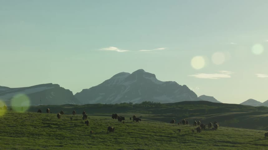 Herd of american buffalos grazes on the plains near the misty mountains on a cloudy day