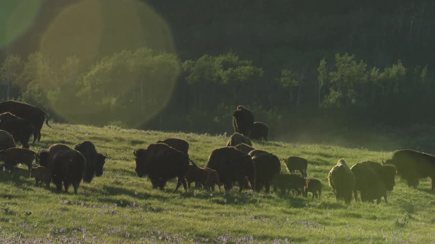 Bison graze while moving in a sloping field near a grove of trees