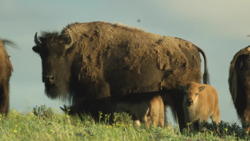 Buffalo and bison calves stand on a grass covered hill
