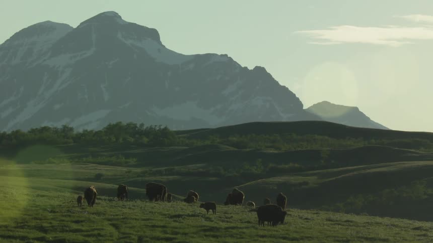 Small herd of bison grazes in the hilly terrain bordering the foggy mountains on a cloudy summer day