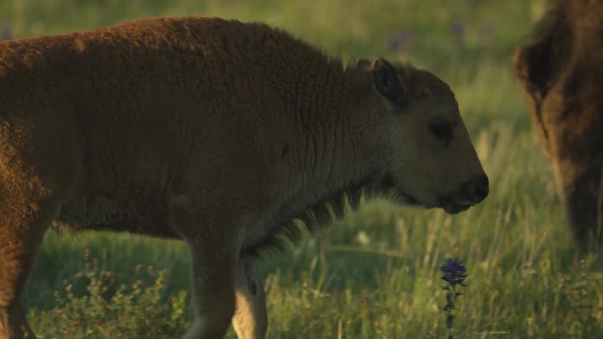 The baby animal walks on the green field