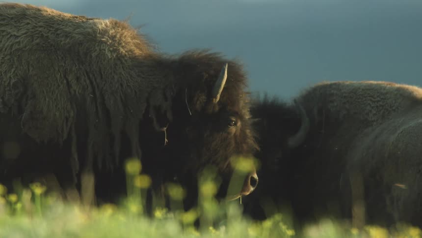 Bison graze in open grassland with low vegetation under natural light