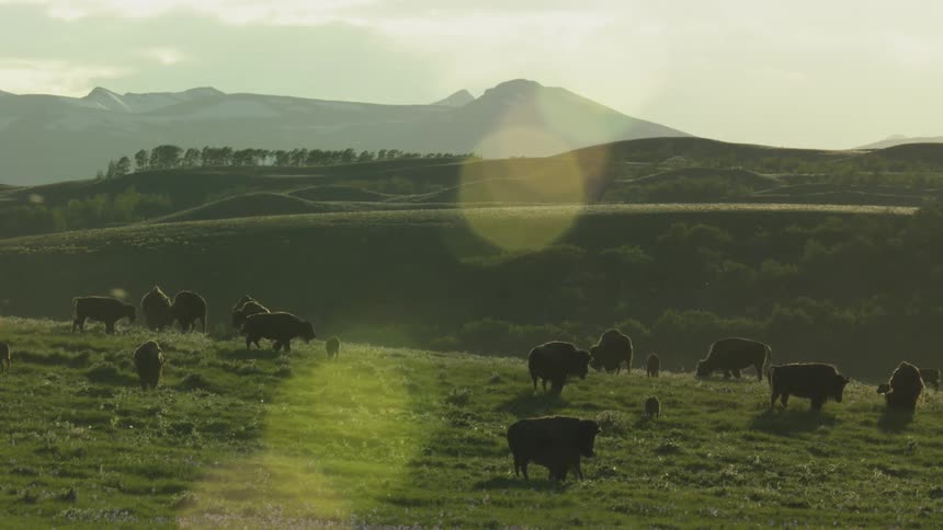 A herd of bison grazes peacefully on green grasslands with rolling hills and distant mountains at sunset