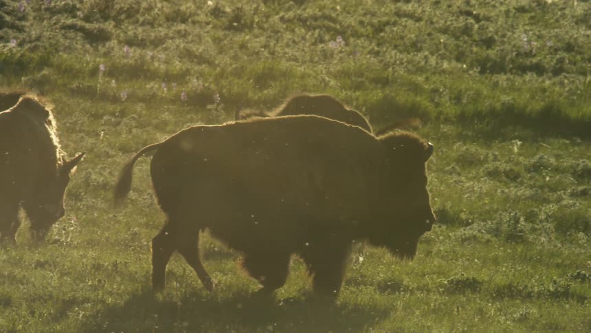 A herd of bison grazes in a grassy field bathed in warm golden light