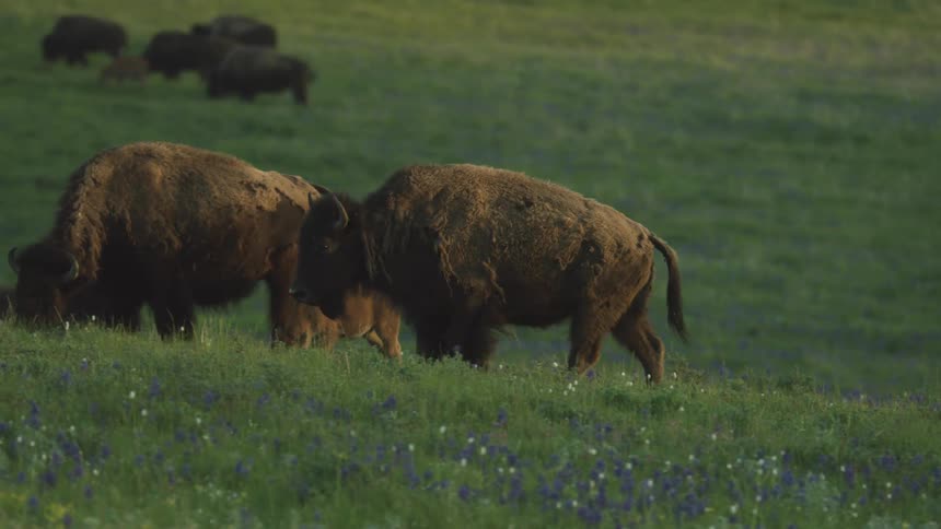 American buffalo graze on a grassland dotted with wildflowers on a summer day
