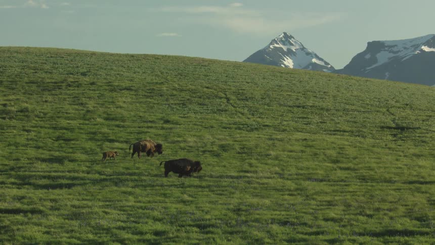 A small group of bison including a calf walks across a lush green hillside with a snow capped mountain peak in the distance