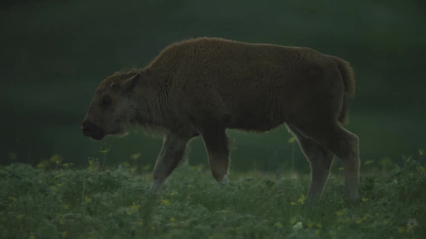 A young cow walking around in a grassy area