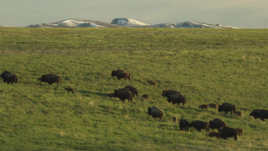 The buffalo travel on the long green field