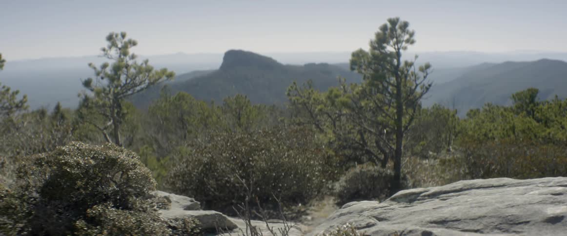 The cliff has trees and bushes all over
